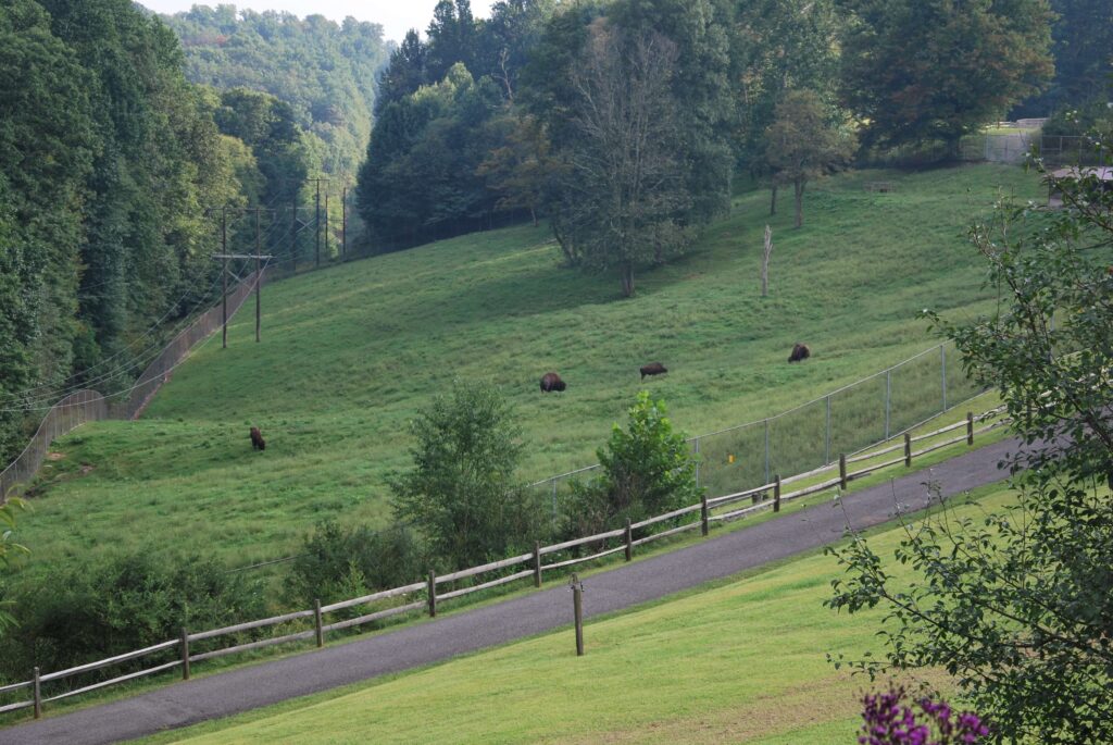 Bison Exhibit at the West Virginia State Wildlife Center
Wikimedia
Link: https://upload.wikimedia.org/wikipedia/commons/thumb/9/95/West_Virginia_State_Wildlife_Center_-_Bison.jpg/1280px-West_Virginia_State_Wildlife_Center_-_Bison.jpg