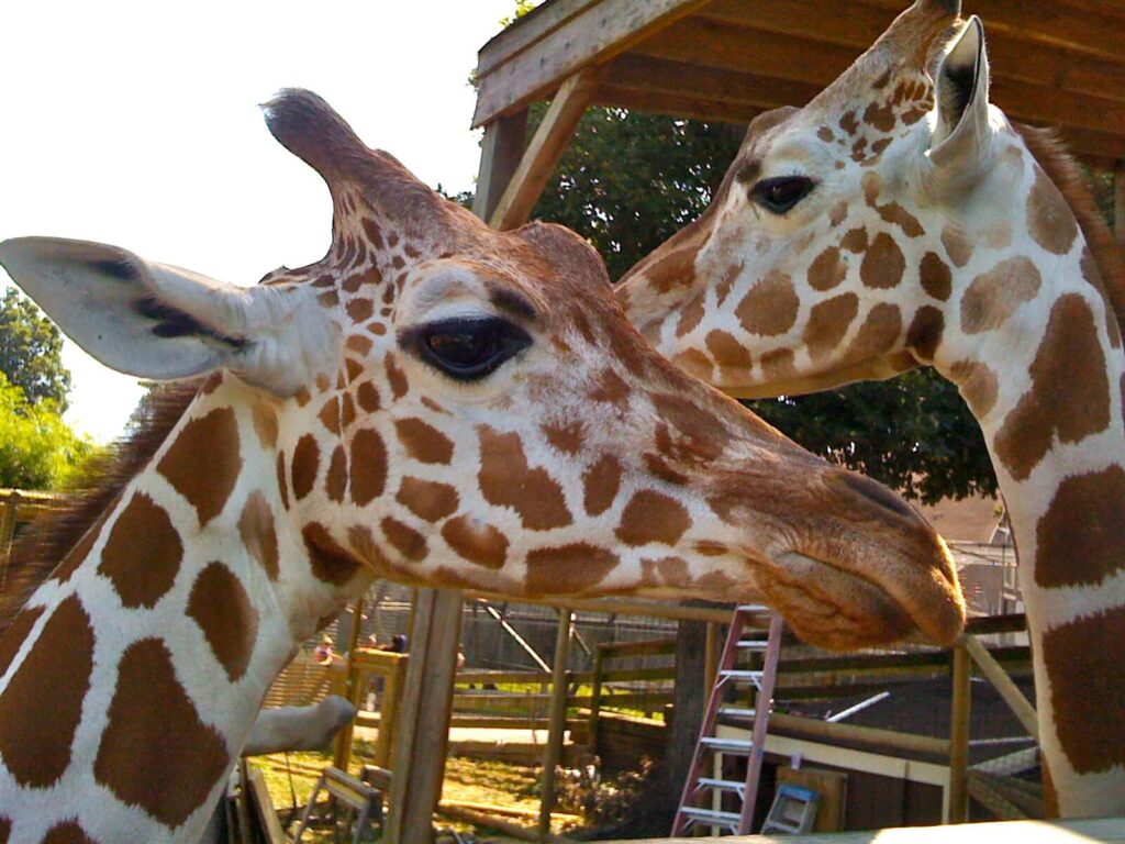 Giraffes in Metro Richmond Zoo
Wikimedia
Link: https://upload.wikimedia.org/wikipedia/commons/thumb/c/ce/Giraffes_in_Richmond_Metro_Zoo.jpg/1024px-Giraffes_in_Richmond_Metro_Zoo.jpg