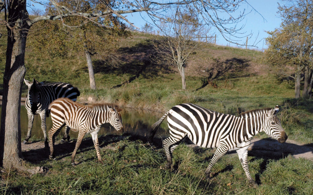 Zebras in Fort Chiswell Animal Park
Wikimedia
Link: https://upload.wikimedia.org/wikipedia/commons/b/b4/Ft._Chiswell_Animal_Park_%2814176302671%29.jpg 